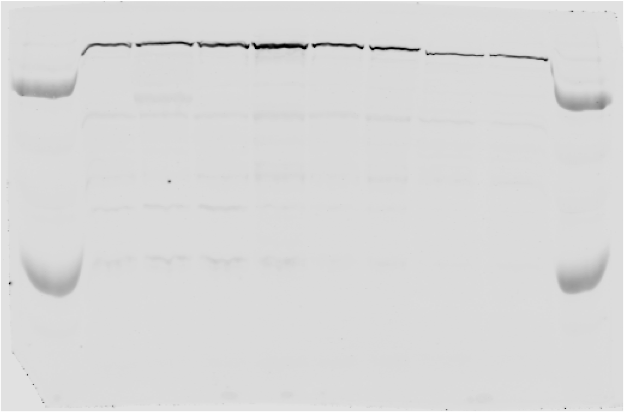 FZR1/CDH1 Antibody - BSA Free NBP1-91774