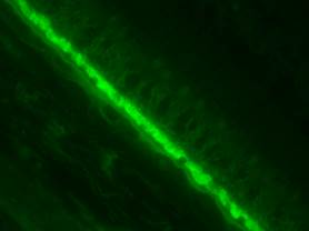 CNIH4 Antibody - BSA Free NBP1-91797