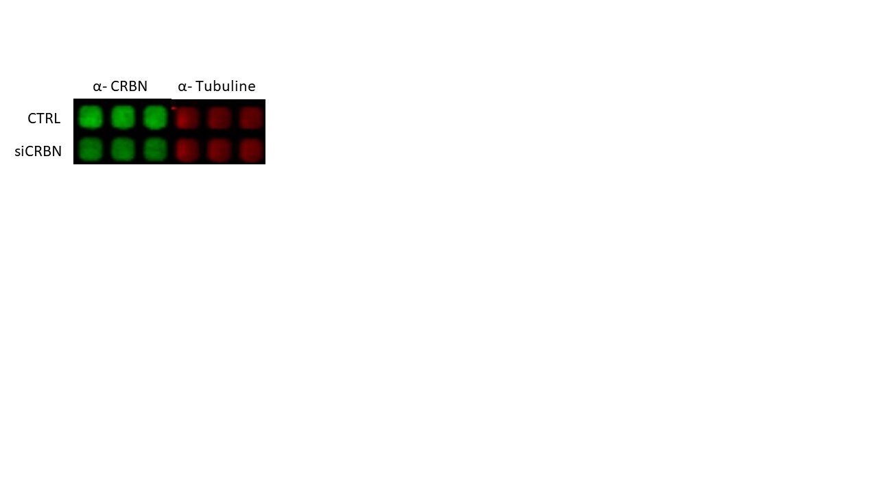 CRBN Antibody - BSA Free NBP1-91810