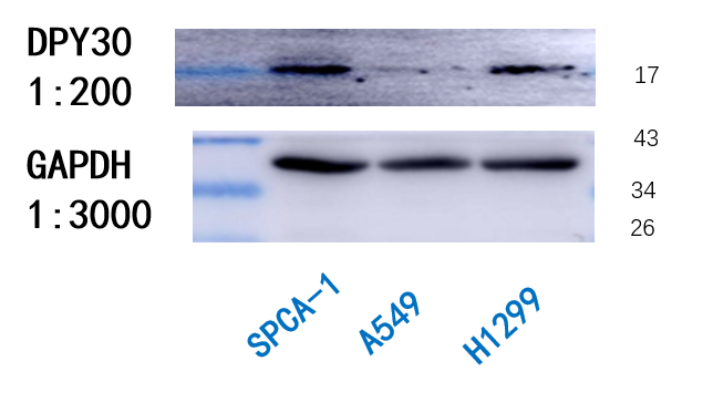 DPY30 Antibody - BSA Free NBP1-91848