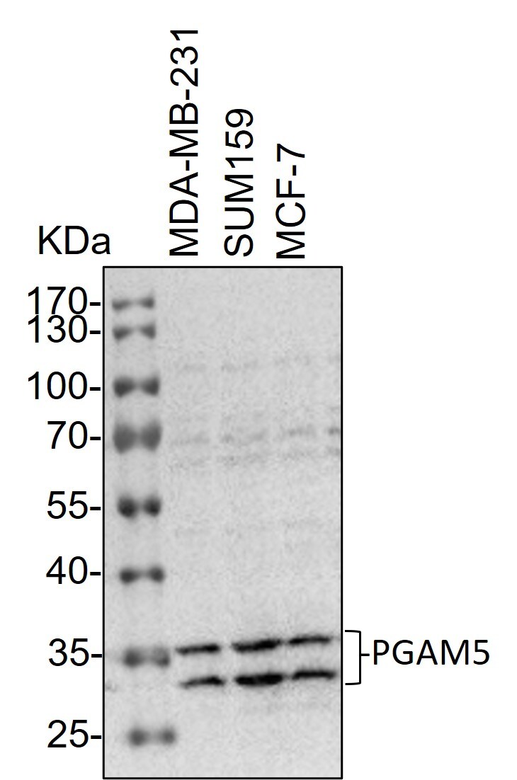 PGAM5 Antibody - BSA Free NBP1-92257