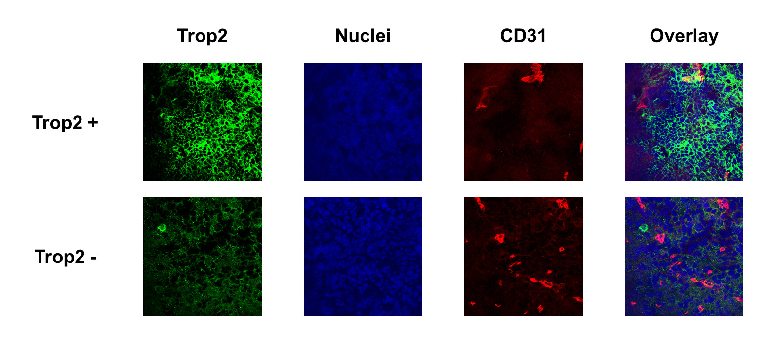 TROP-2 Antibody - BSA Free NBP1-92533