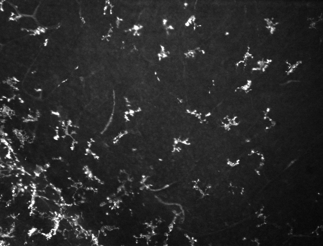Vimentin Antibody (2D1) - BSA Free NBP1-92687