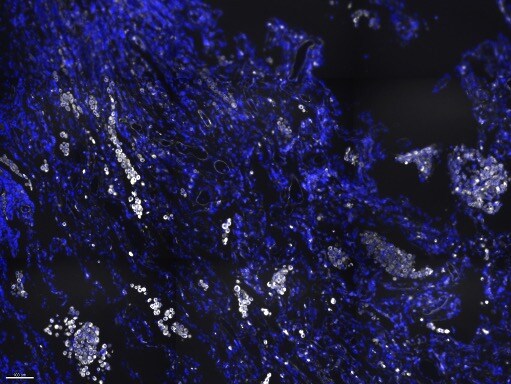 Vimentin Antibody (2D1) [Alexa Fluor® 750] NBP1-92687AF750