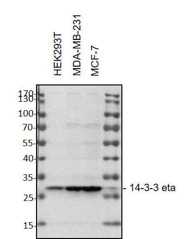 14-3-3 eta Antibody (3G12) - BSA Free NBP1-92691