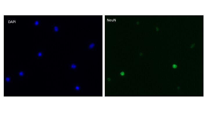 RBFOX3/NeuN Antibody (1B7) - BSA Free NBP1-92693
