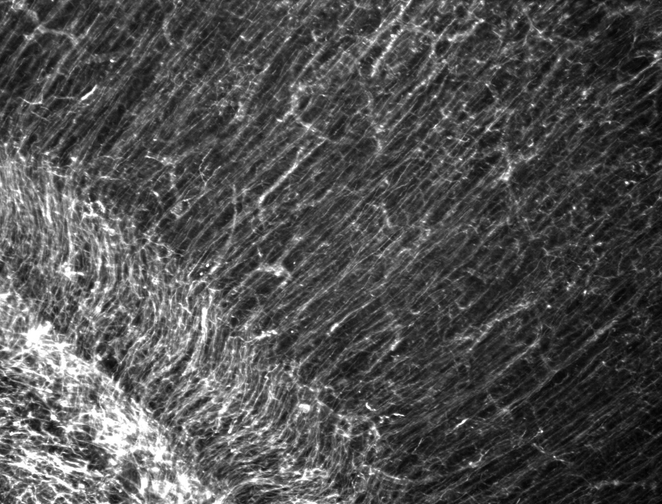 Nestin Antibody (4D11) - BSA Free NBP1-92717