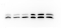 UQCRH Antibody - BSA Free NBP1-93442