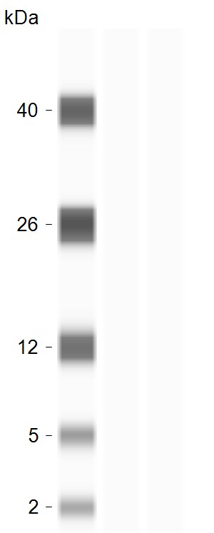 UQCRH Antibody - BSA Free NBP1-93442