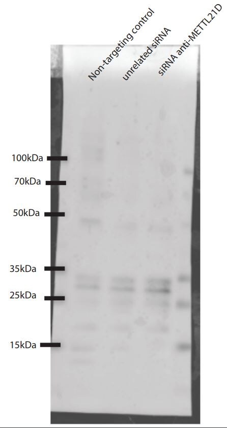 METTL21D Antibody - BSA Free NBP1-93526