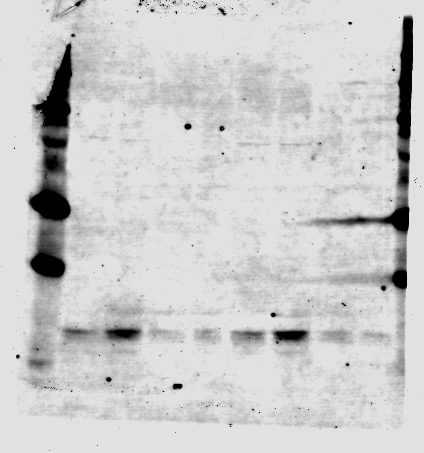 mCherry Antibody (1C51) - BSA Free NBP1-96752