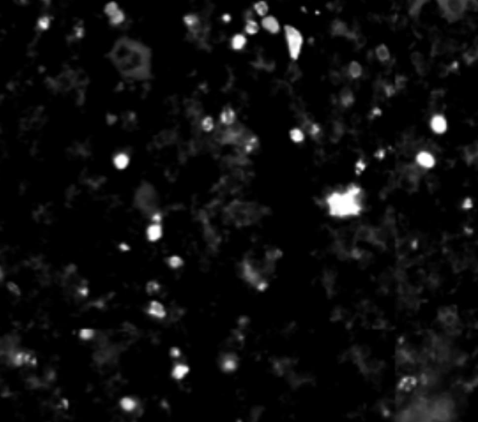 mCherry Antibody (1C51) - BSA Free NBP1-96752