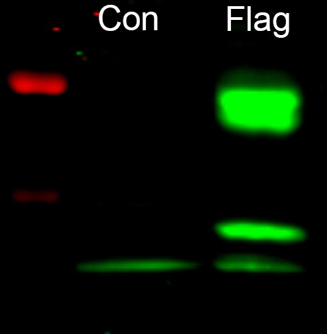 DYKDDDDK Epitope Tag Antibody (29E4.G7) - BSA Free NBP1-97410