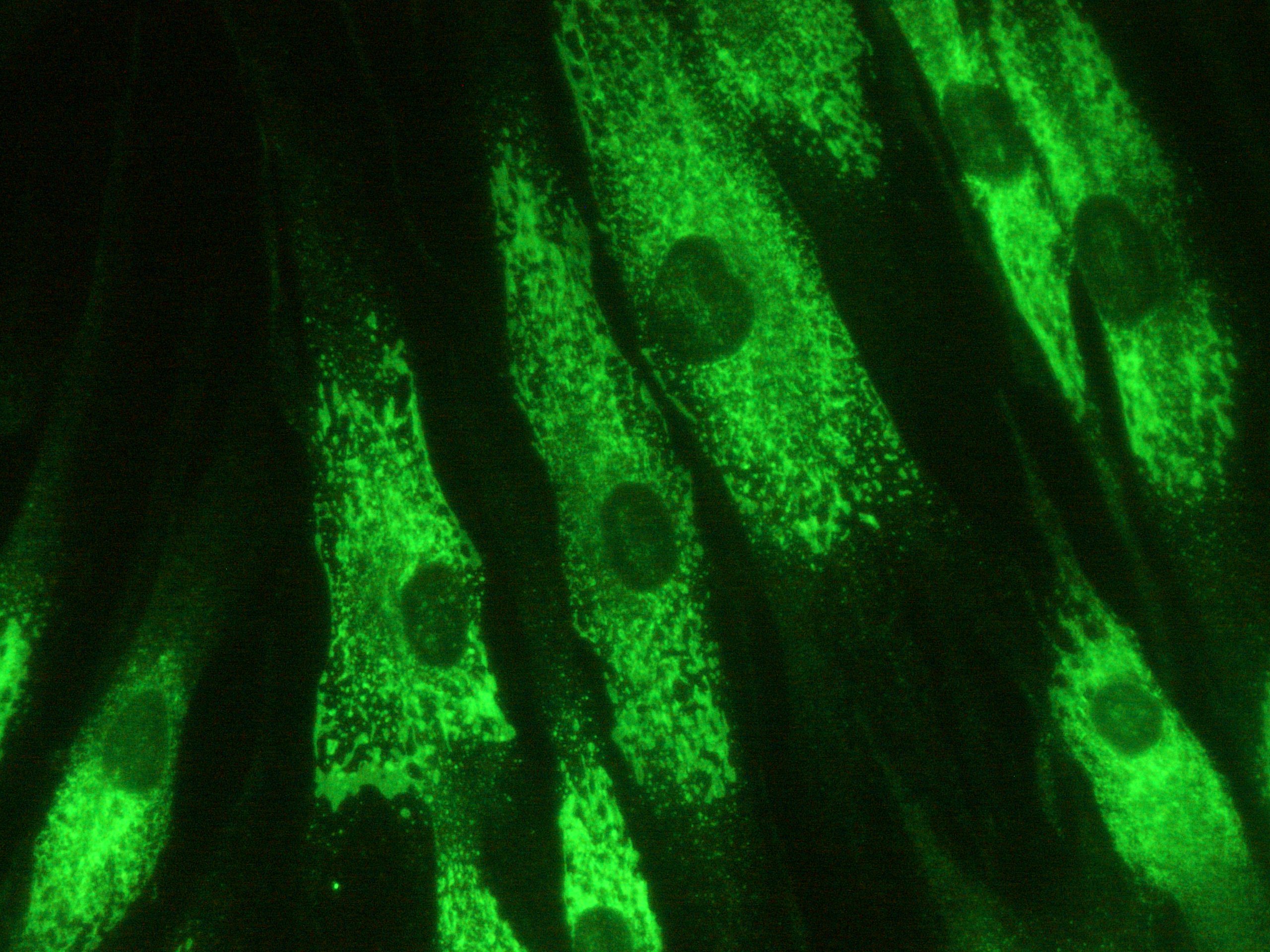 KDEL Antibody (10C3) - BSA Free NBP1-97469