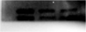 KDEL Antibody (10C3) - BSA Free NBP1-97469