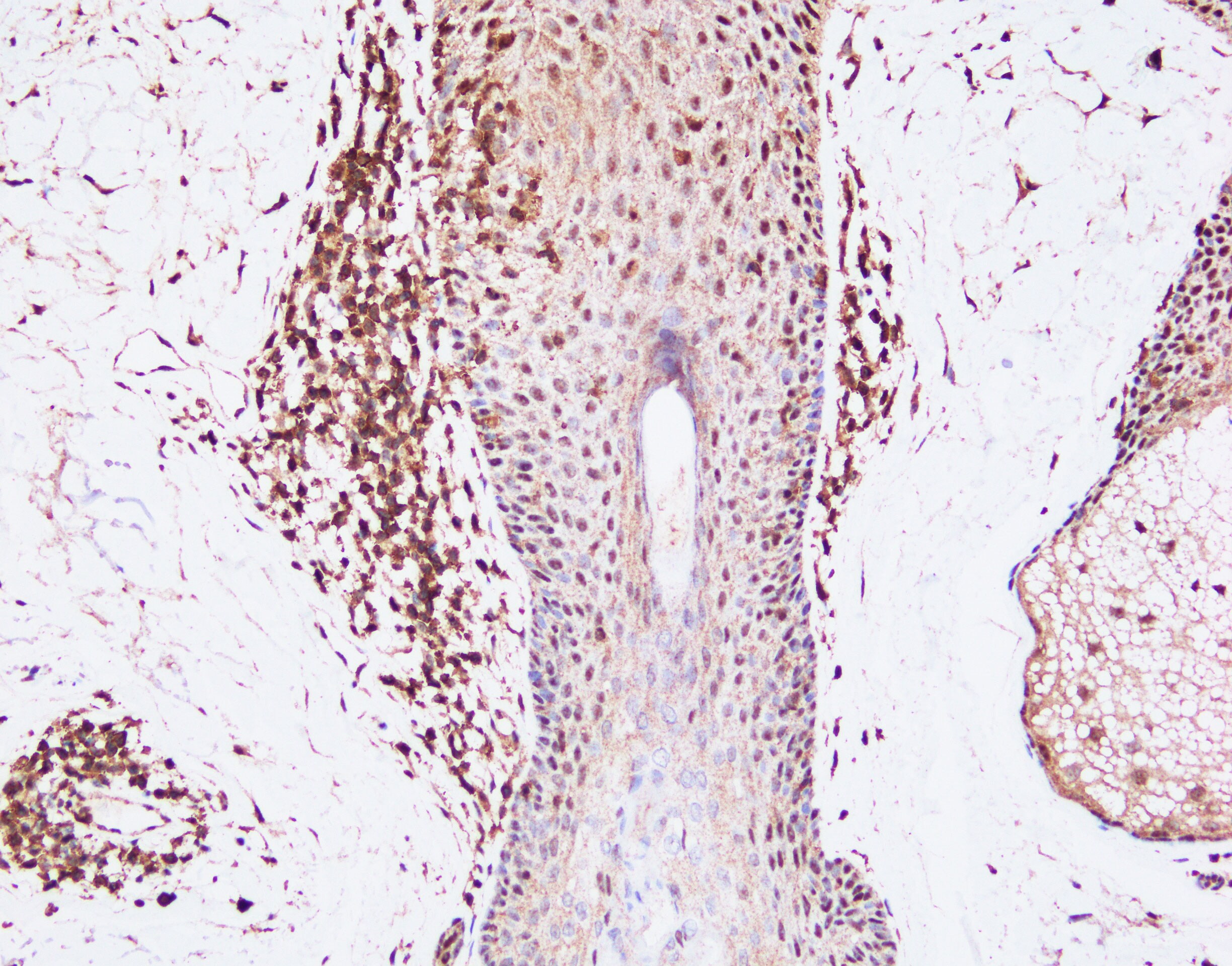 BAFF/BLyS/TNFSF13B Antibody (Buffy-2) - BSA Free NBP1-97622
