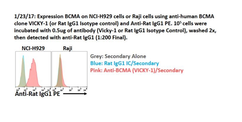 BCMA/TNFRSF17 Antibody (Vicky-1) - BSA Free NBP1-97637