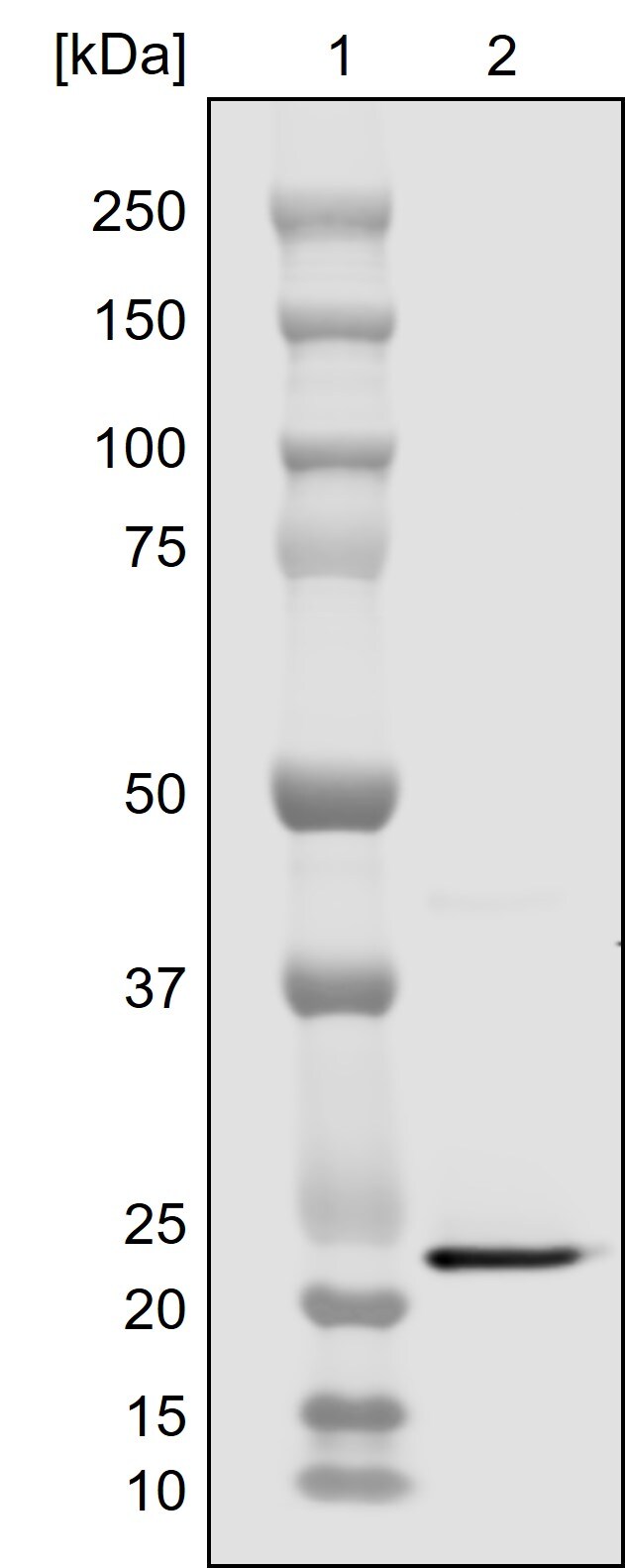 TRAIL/TNFSF10 Antibody (III6F) - BSA Free NBP1-97640