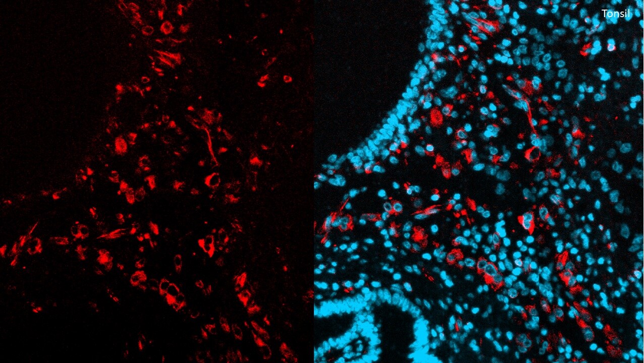 Vimentin Antibody (V9) [Alexa Fluor® 750] NBP1-97670AF750
