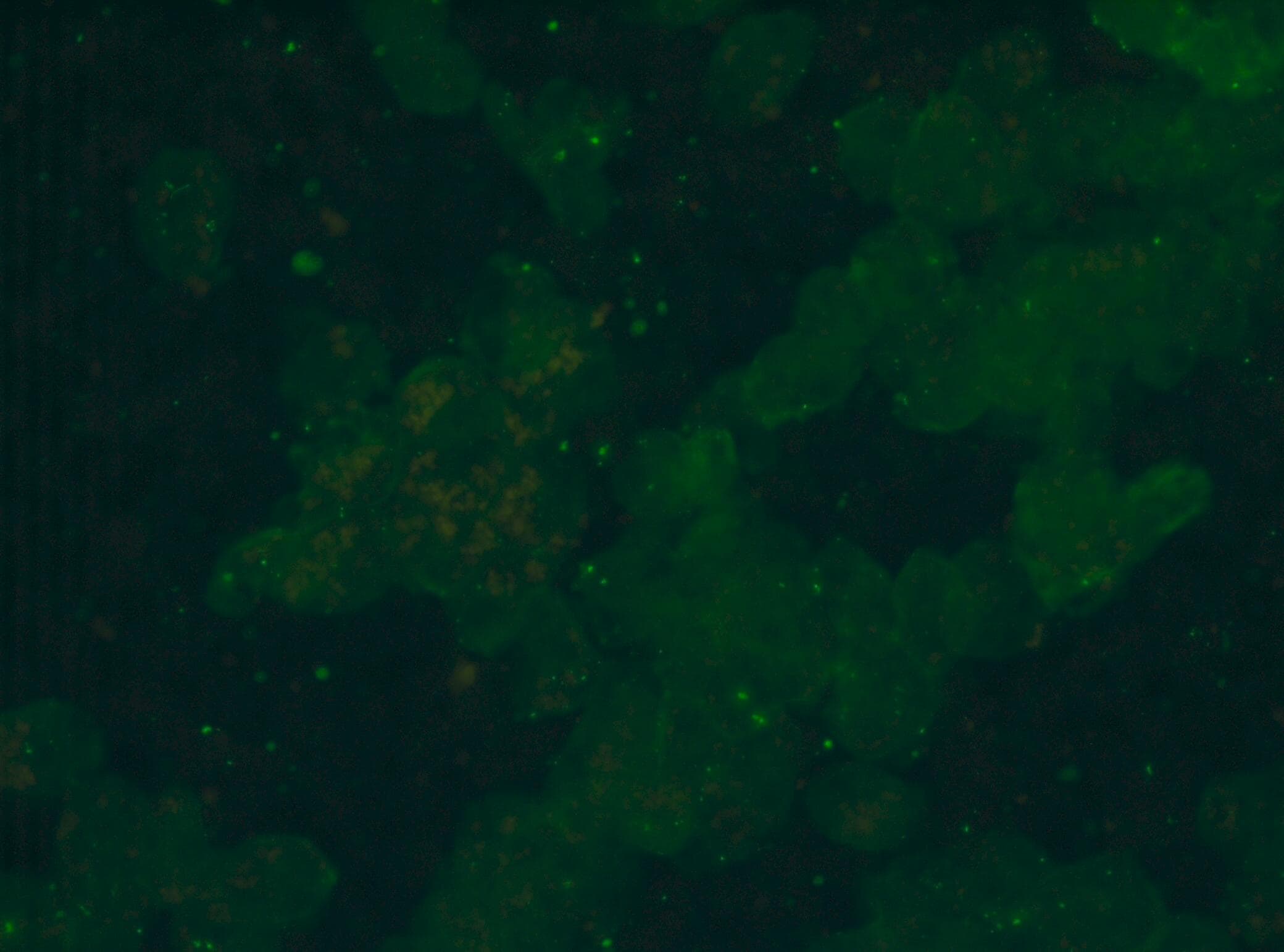 Vimentin Antibody (RV203) [Alexa Fluor® 405] NBP1-97671AF405