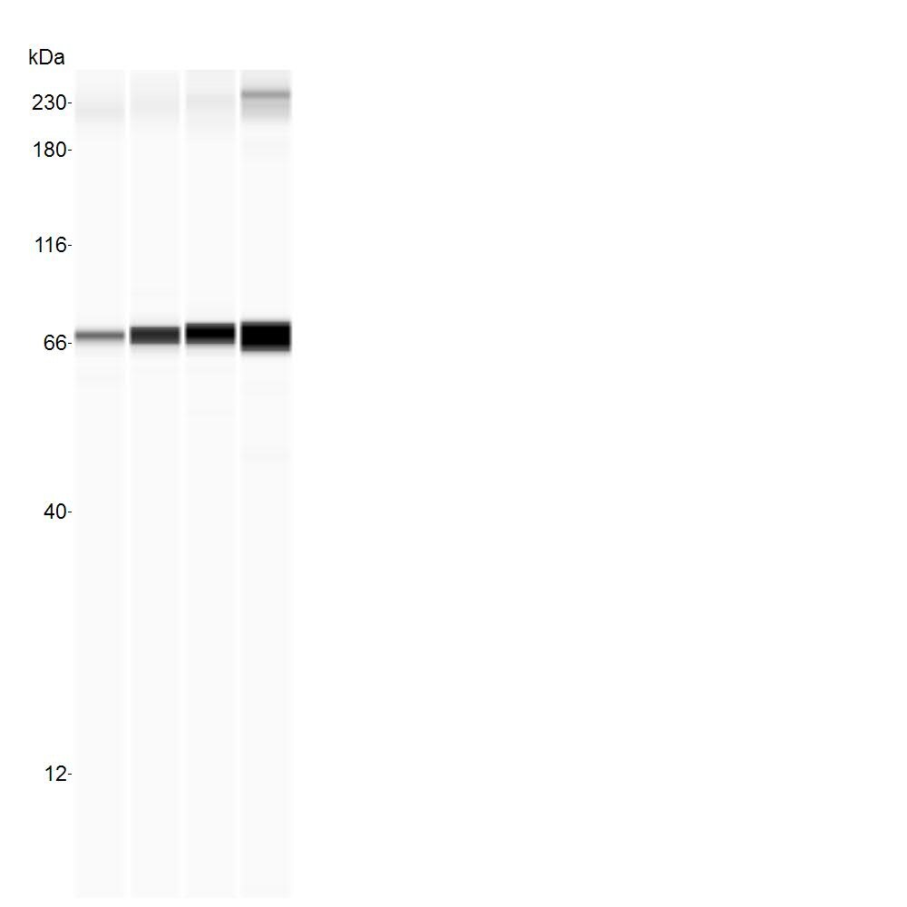 HSPA8/HSC71/Hsc70 Antibody (1B5) - BSA Free NBP1-97868
