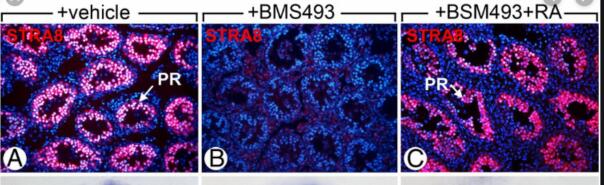 STRA8 Antibody - BSA Free NBP1-98492