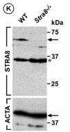 STRA8 Antibody - BSA Free NBP1-98492