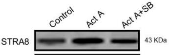 STRA8 Antibody - BSA Free NBP1-98492