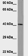 ILT6/CD85e/LILRA3 Antibody - BSA Free NBP1-98549