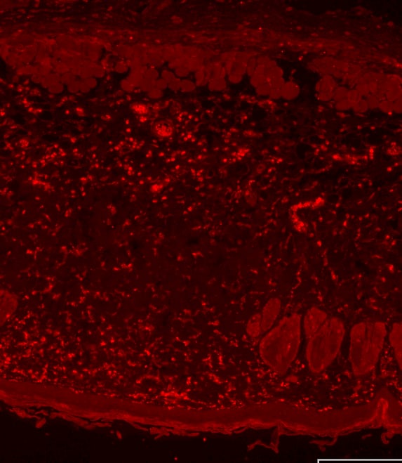 Ly-6G/Ly-6C Antibody (RB6-8C5) - BSA Free NBP2-00441