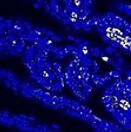 Ly-6G/Ly-6C Antibody (RB6-8C5) - BSA Free NBP2-00441