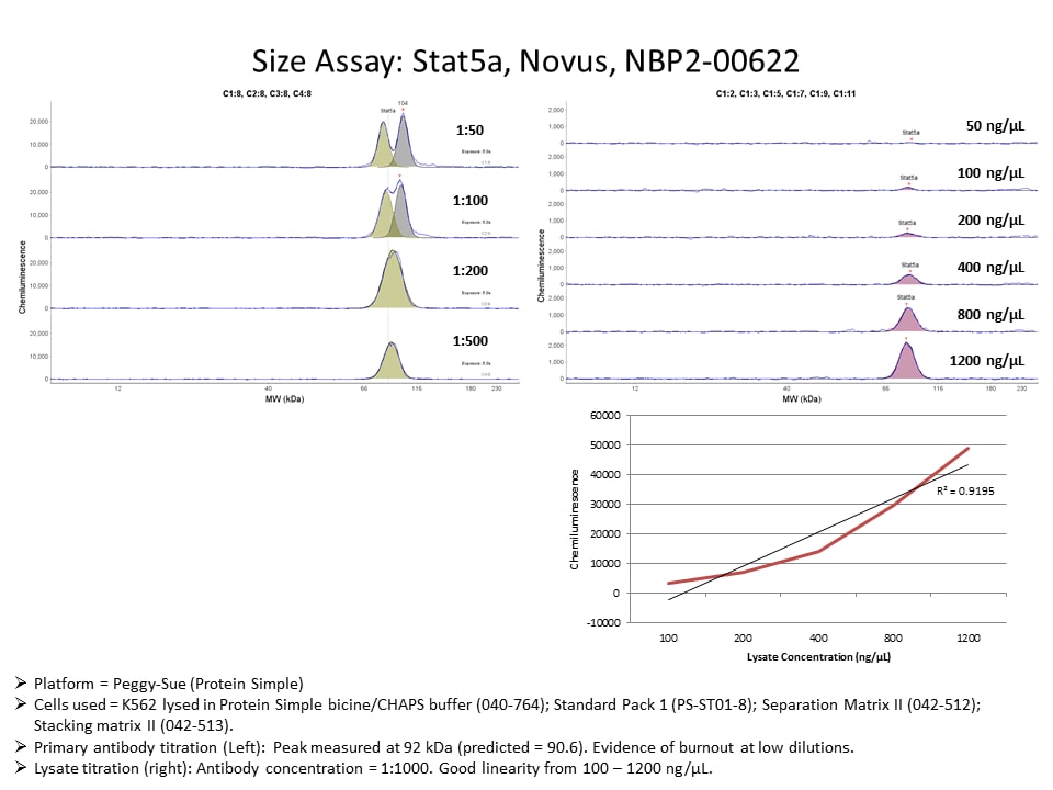 STAT5A Antibody (OTI9F7) NBP2-00622