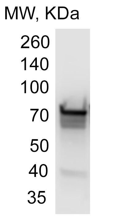 ERp72 Antibody (OTI2B9) NBP2-01652