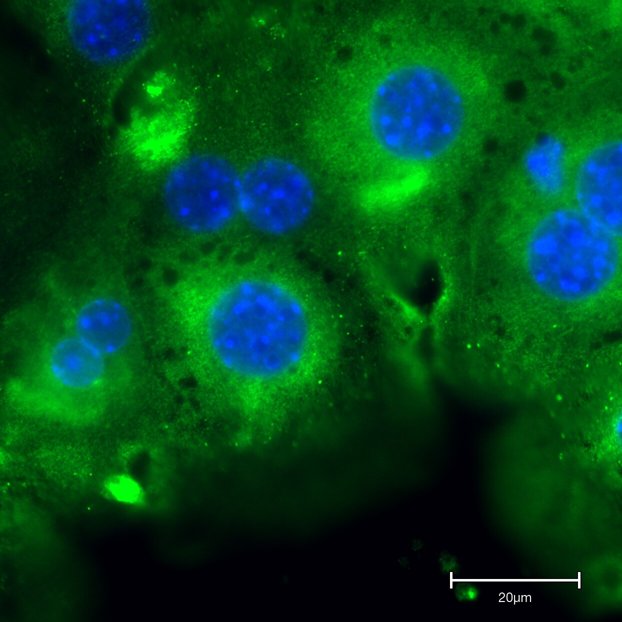 ERp72 Antibody (OTI2B9) NBP2-01652