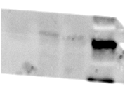 SPG7 Antibody (OTI1C1) NBP2-01860