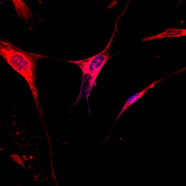 GRASP65 Antibody (OTI5G8) NBP2-02665