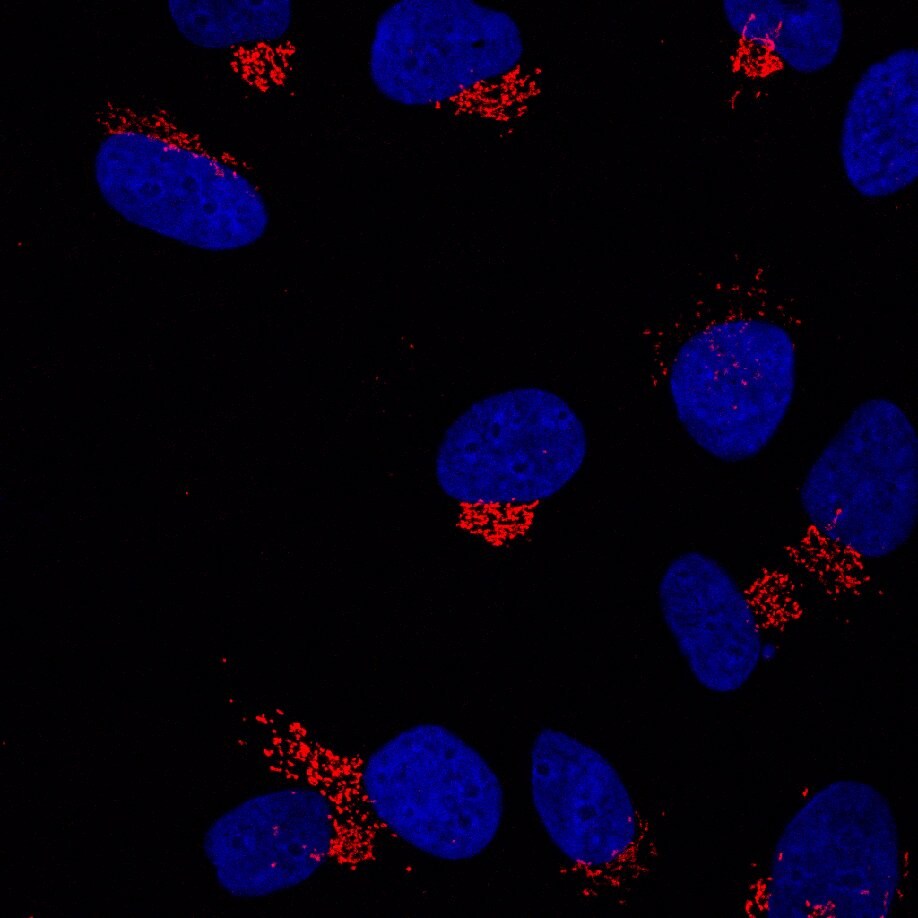 GRASP65 Antibody (OTI5G8) NBP2-02665