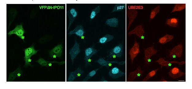 UBE2E3 Antibody (OTI7E8) NBP2-03819
