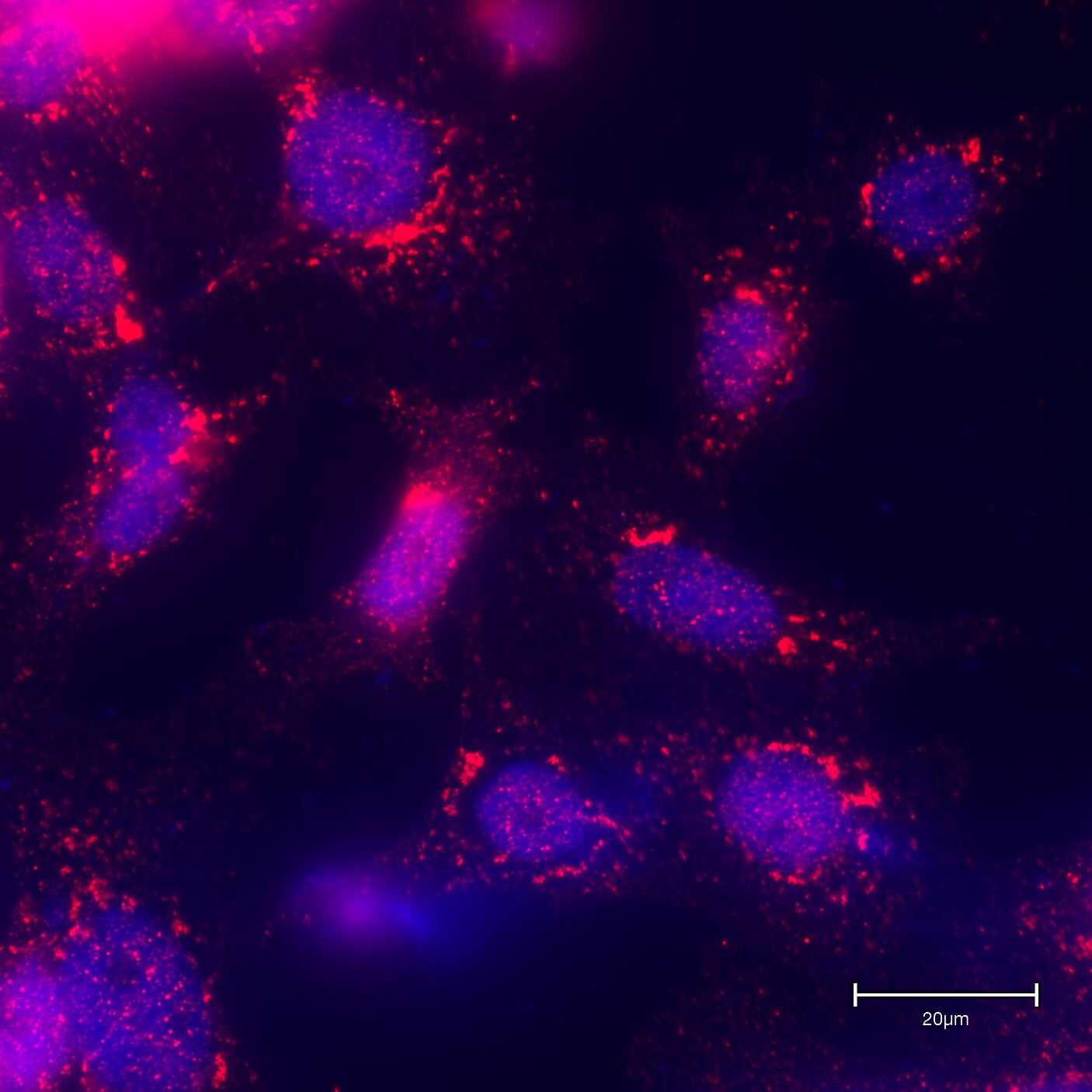GCC185 Antibody - BSA Free NBP2-04024