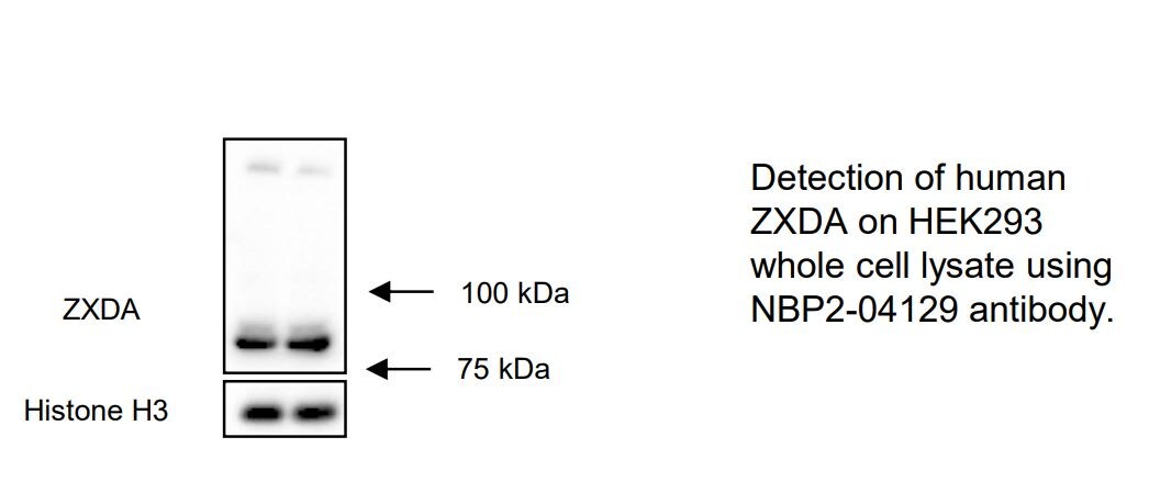 ZXDA Antibody - BSA Free NBP2-04129