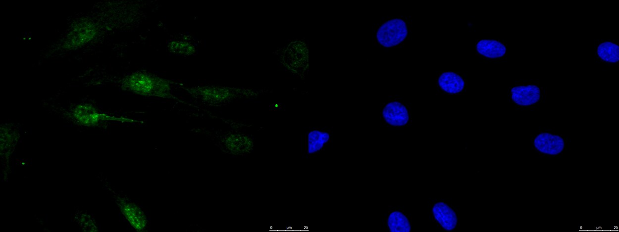 SRp55 Antibody - BSA Free NBP2-04142