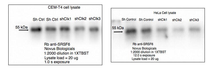 SRp55 Antibody - BSA Free NBP2-04142