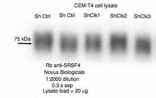 SFRS4 Antibody - BSA Free NBP2-04144