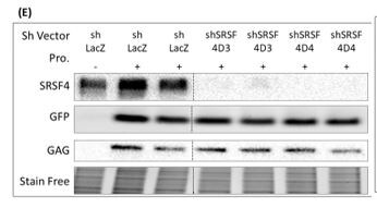 SFRS4 Antibody - BSA Free NBP2-04144