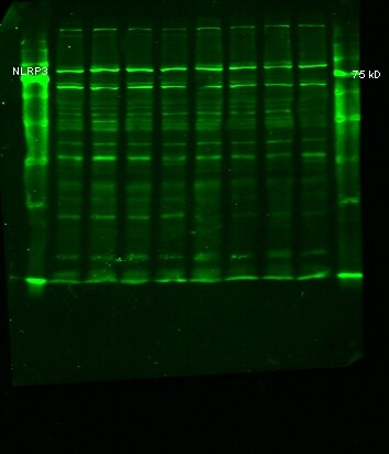 NLRP3/NALP3 Antibody - BSA Free NBP2-12446