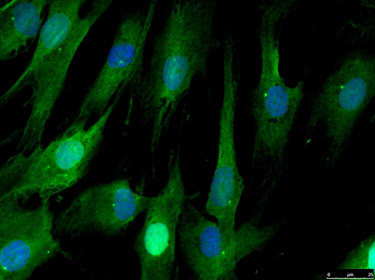 PERQ2 Antibody - BSA Free NBP2-12812