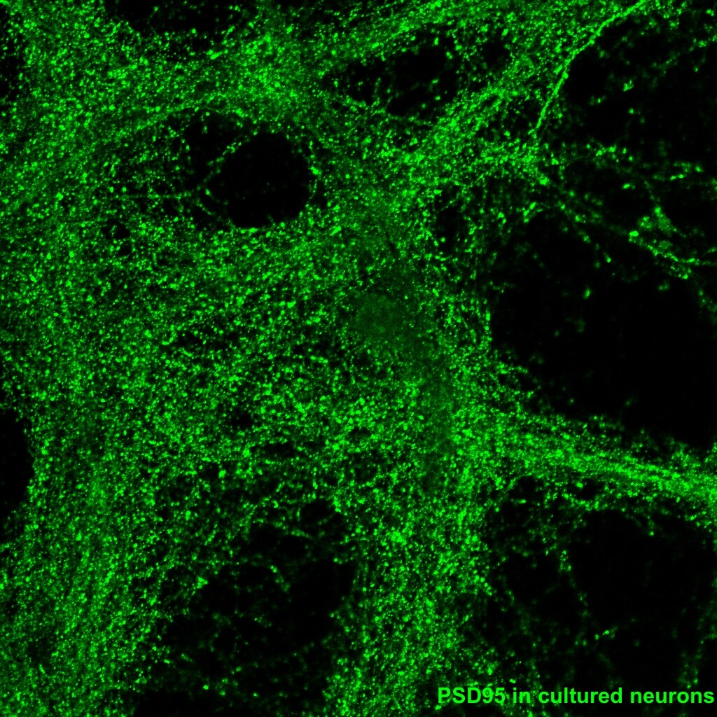 PSD-95 Antibody (7E3) - BSA Free NBP2-12872