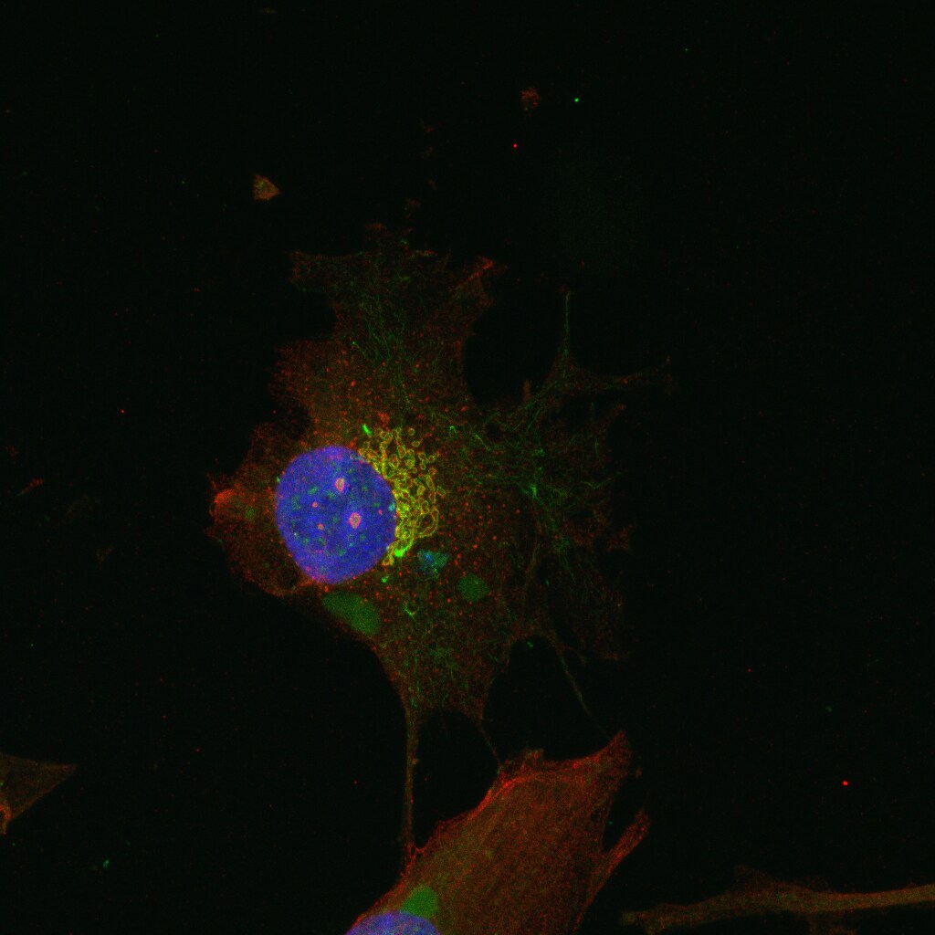 KDELR1 Antibody (KR-10) - BSA Free NBP2-12873