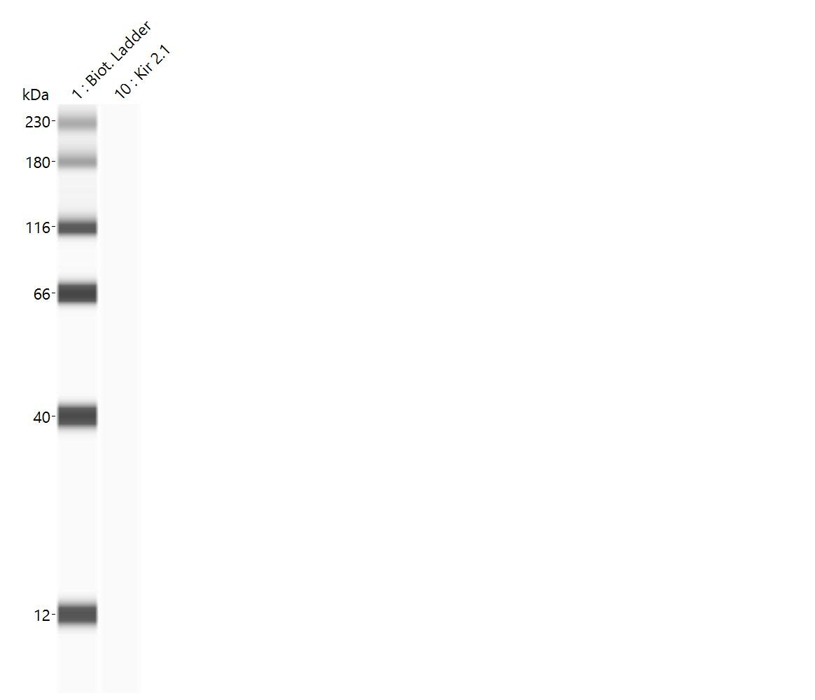Kir2.1 Antibody (S112) - BSA Free NBP2-12900