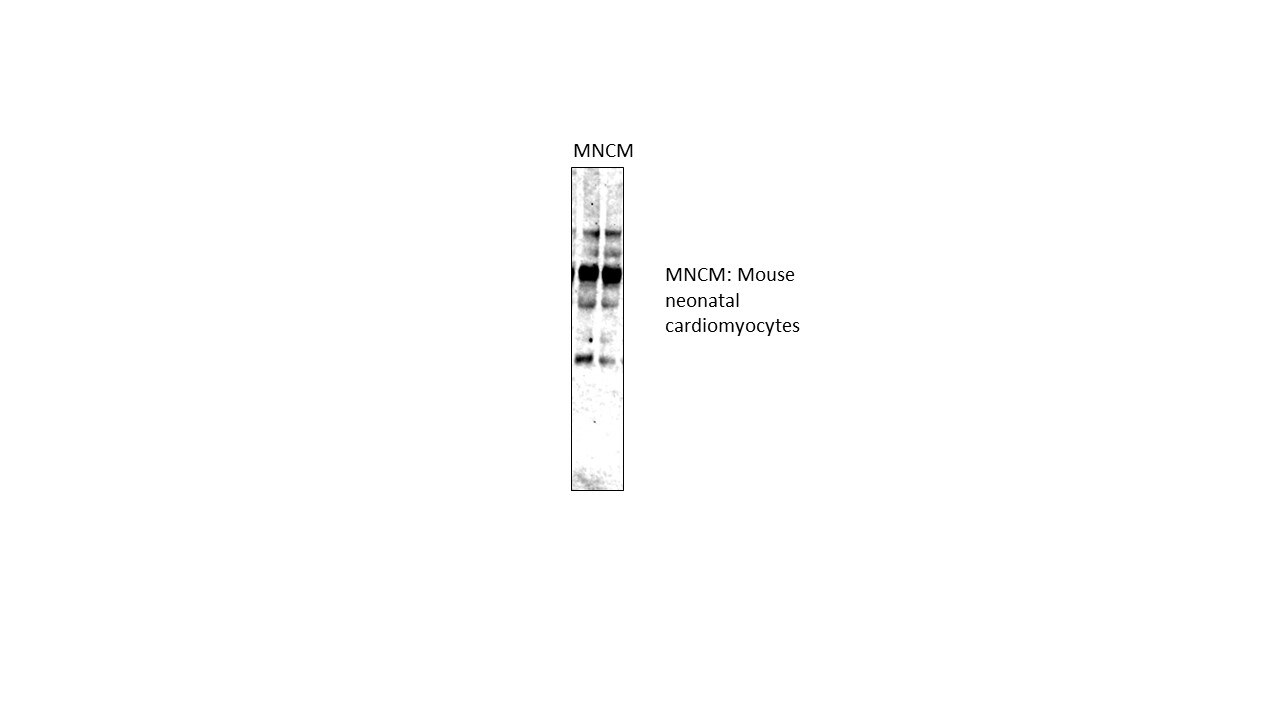 beta Amyloid Antibody (MOAB-2) - BSA Free NBP2-13075